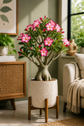 Adenium