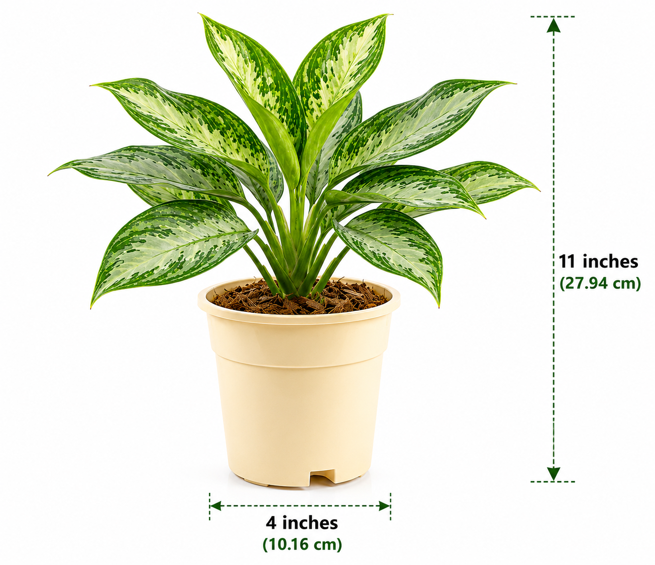 Aglaonema Plant