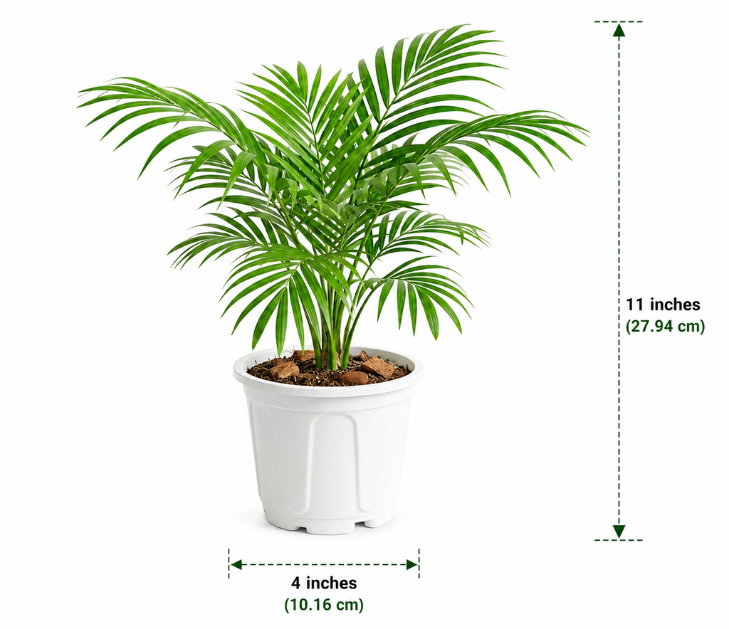 Areca Palm