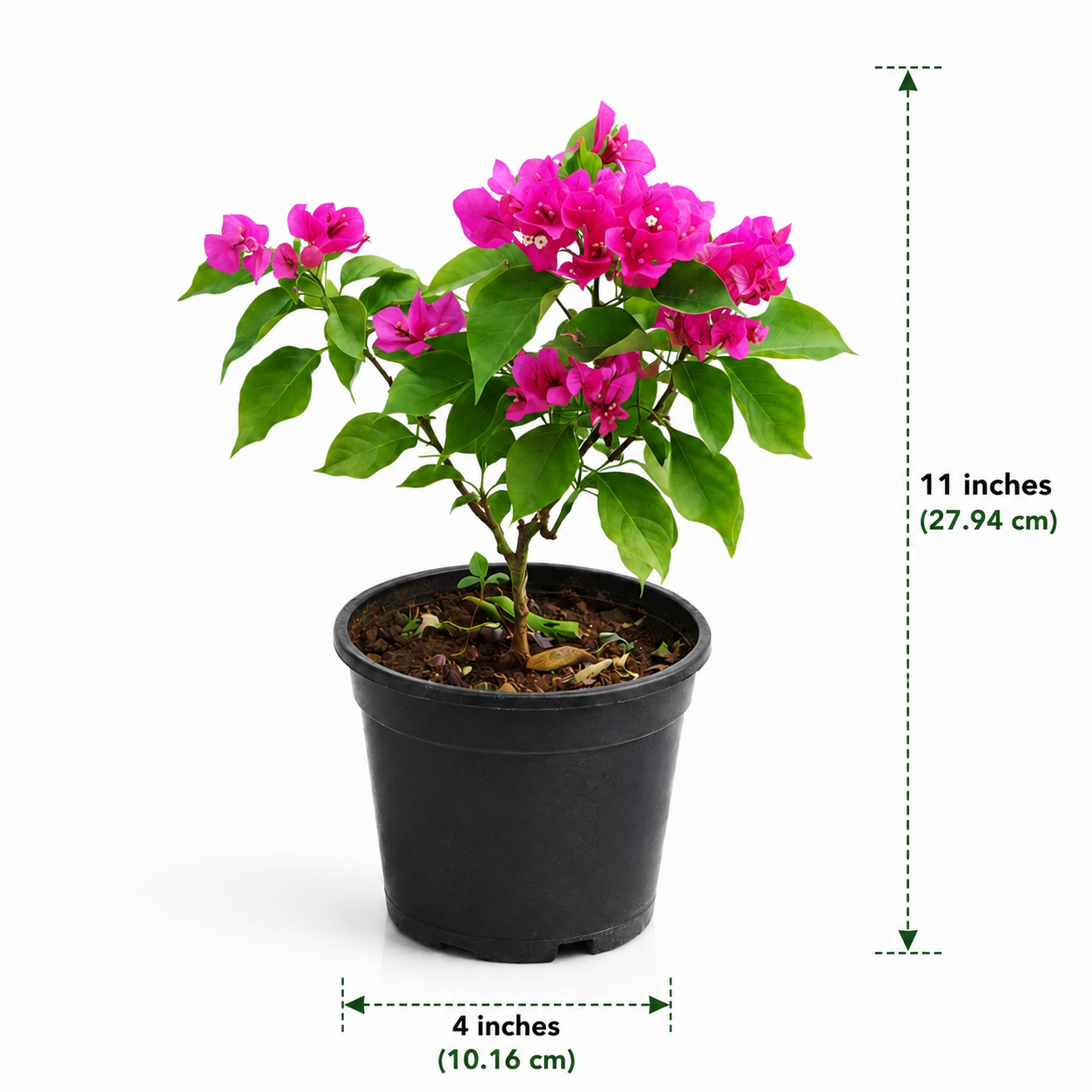 Bougainvillea plant