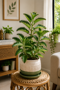 Bryophyllum (Pathharchatta)