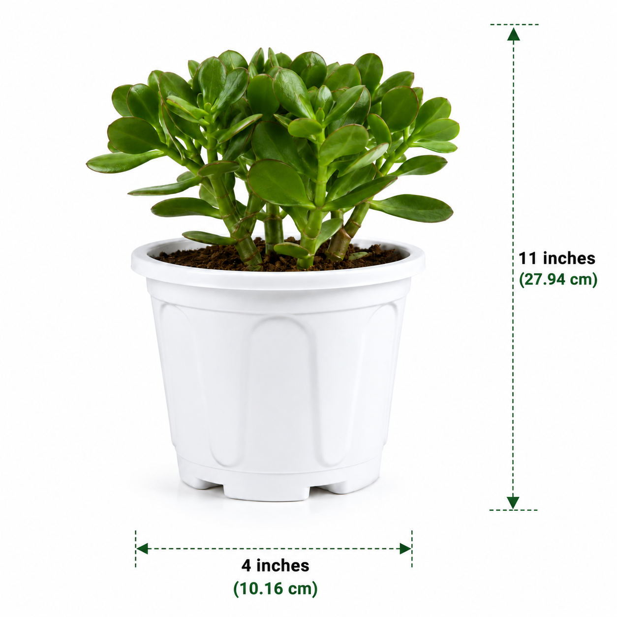 Jade Plant