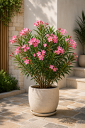 Oleander plant