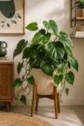 Philodendron Plant