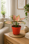Aglaonema Plant
