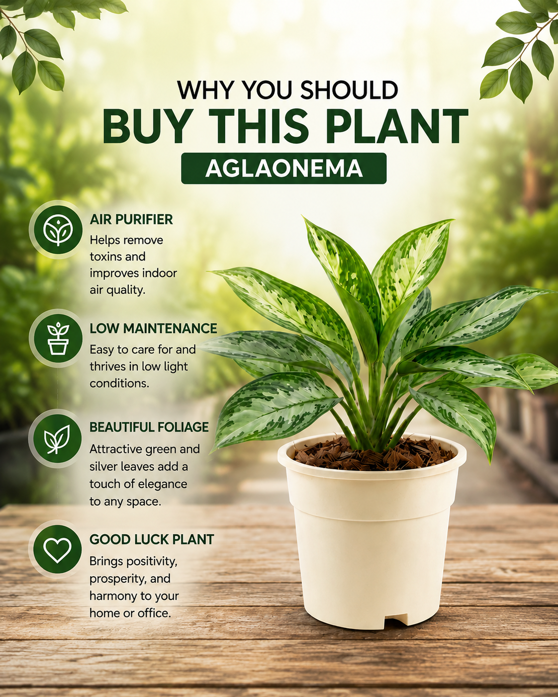 Aglaonema Plant