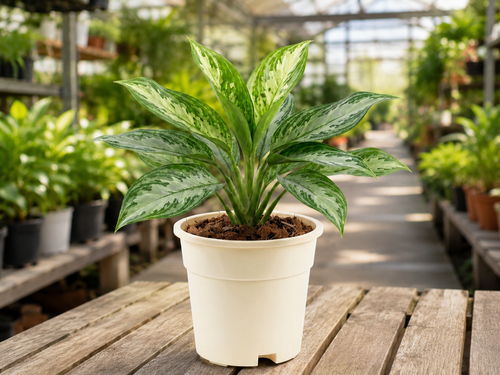 Aglaonema Plant