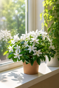 Arabian Jasmine Plant