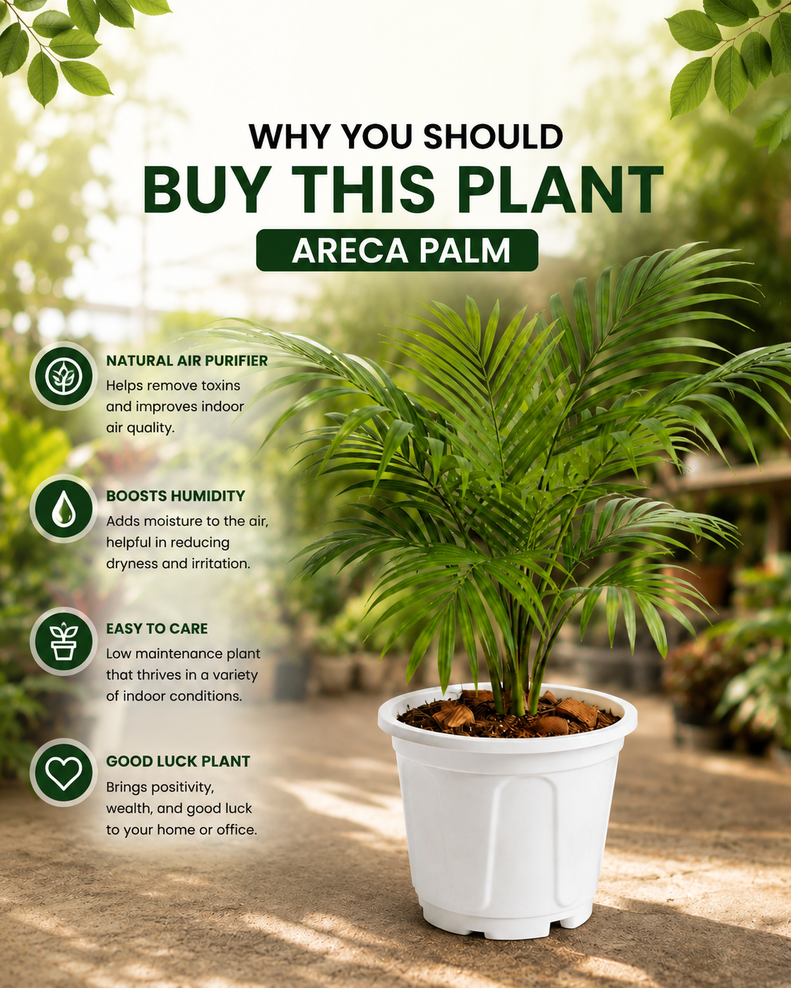 Areca Palm