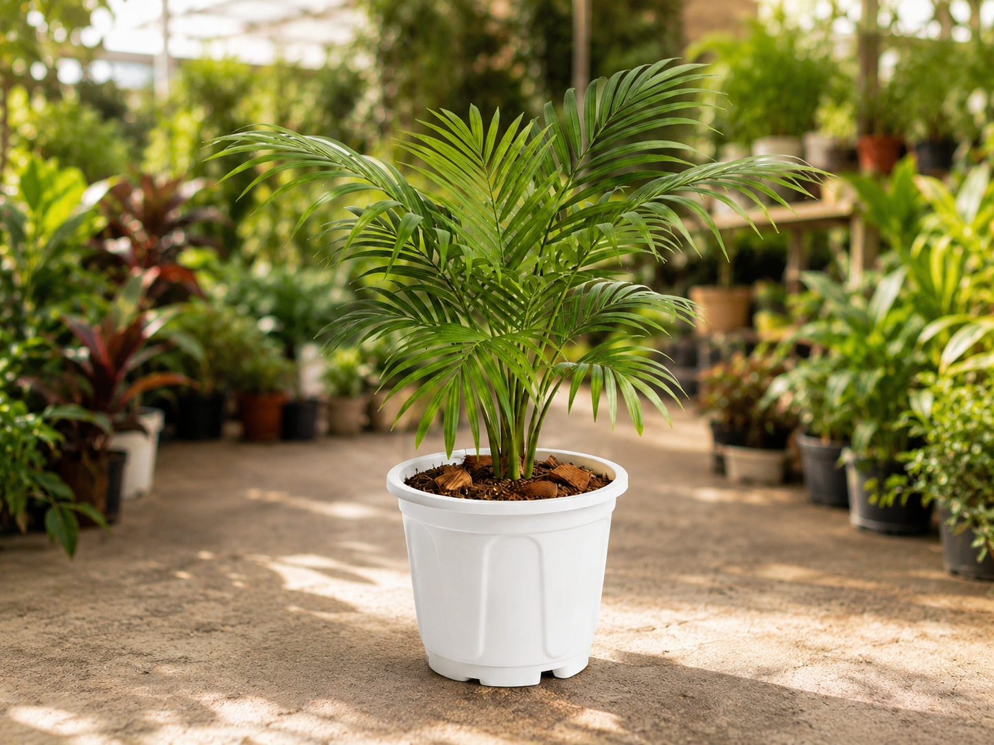 Areca Palm