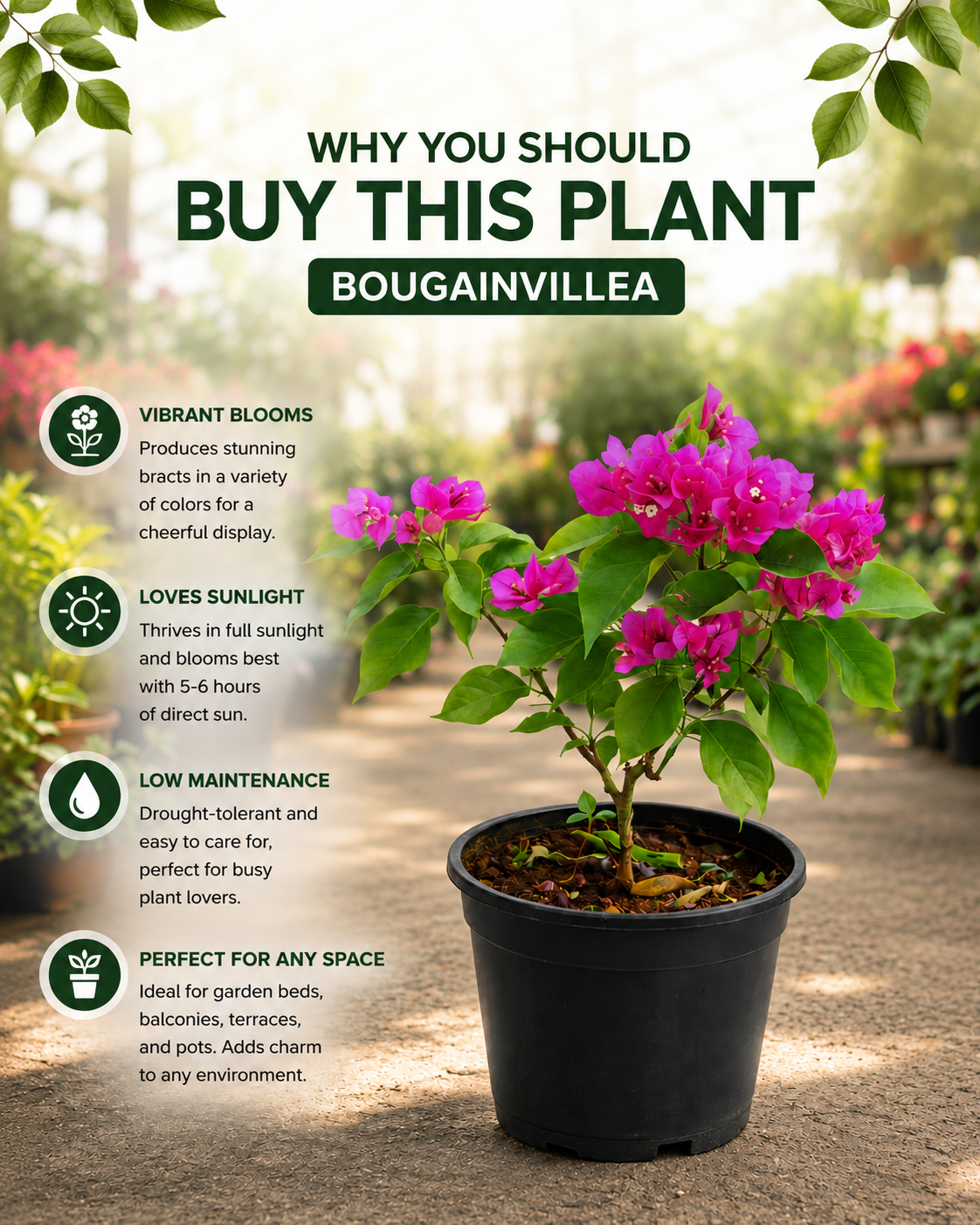 Bougainvillea plant