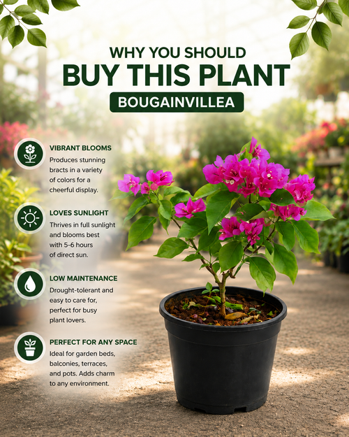 Bougainvillea plant