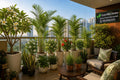 East Facing Balcony Plants Combo Offer