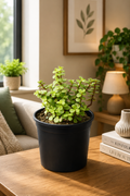 Jade Plant