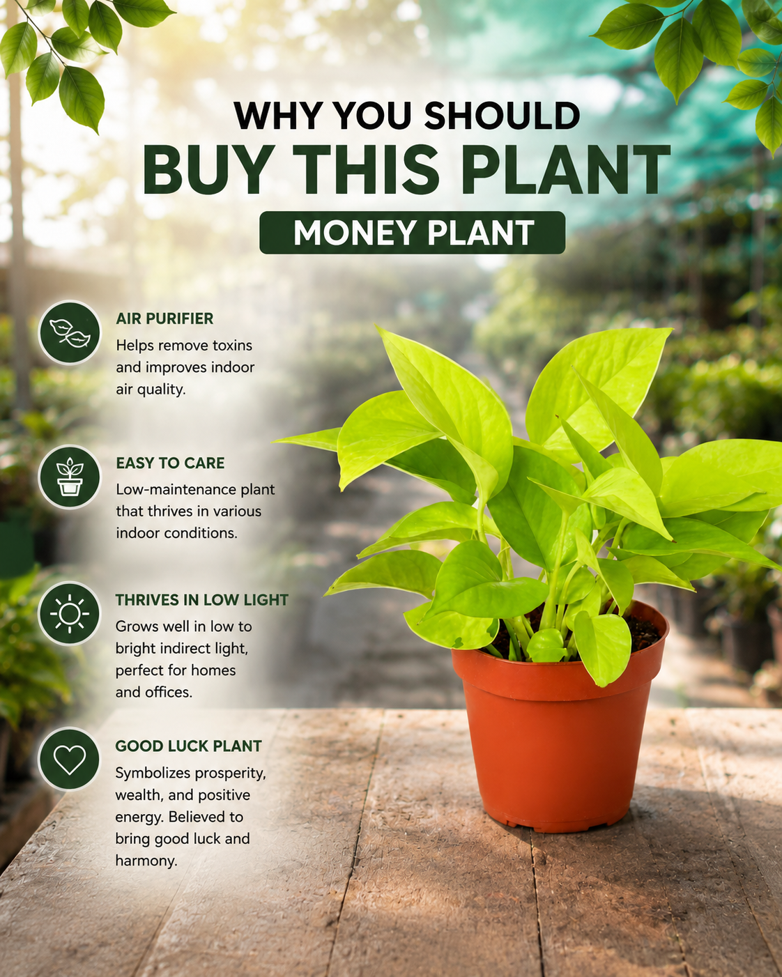 Money Plant