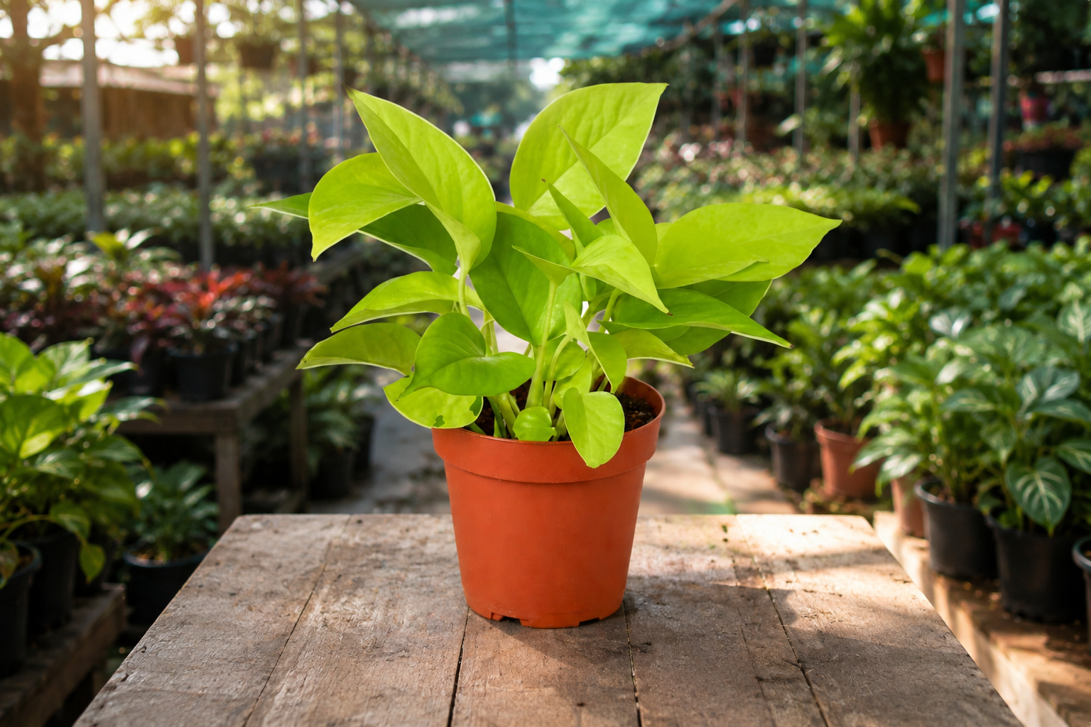 Money Plant