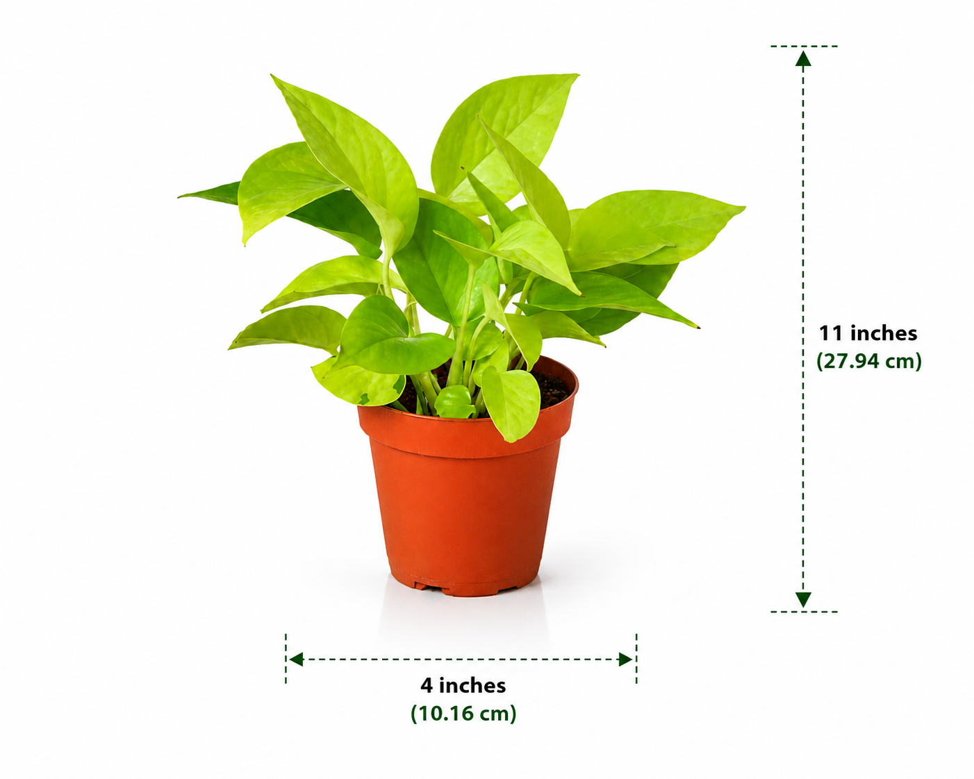 Money Plant
