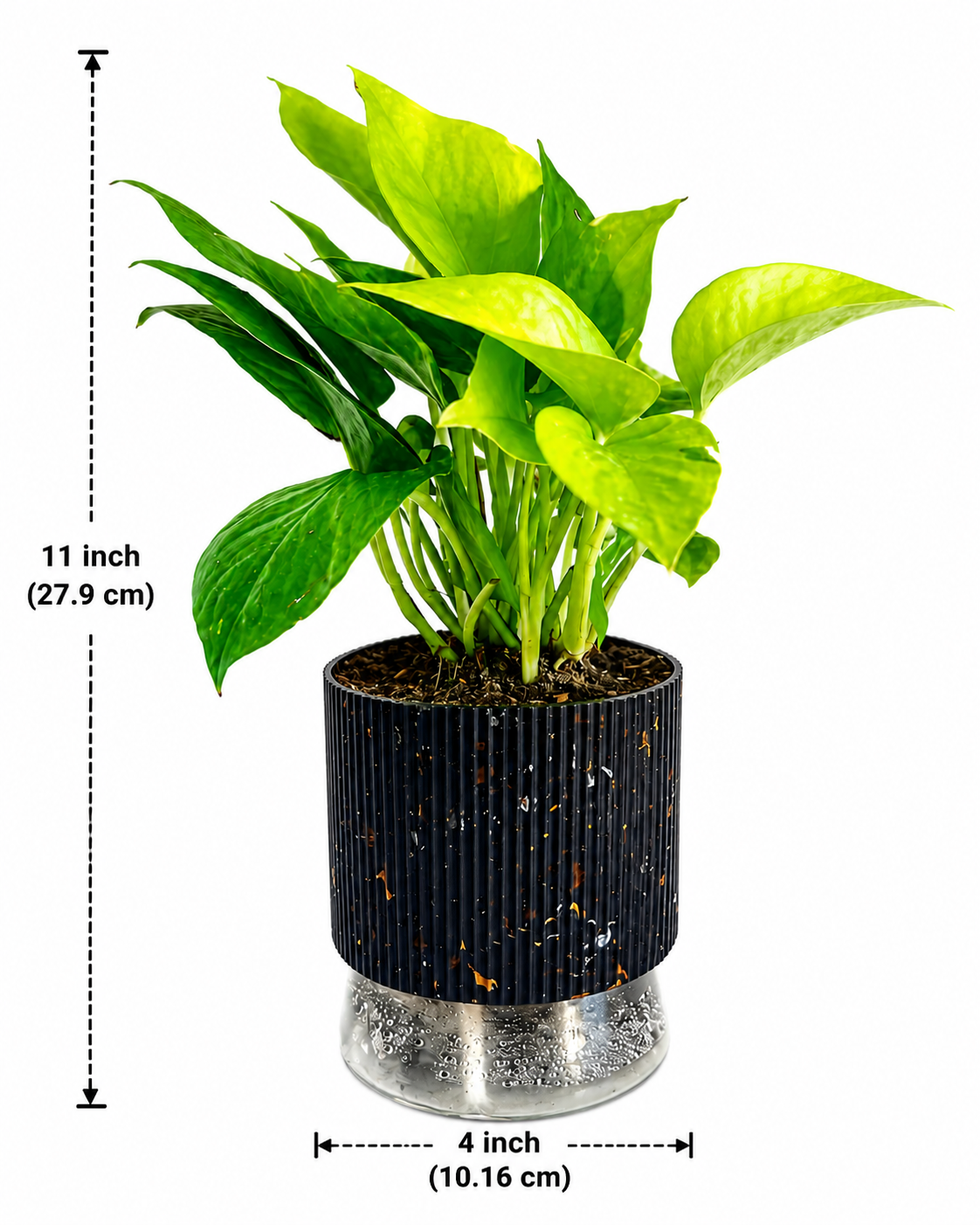 Money Plant