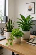 Office Desk / Work-From-Home Box