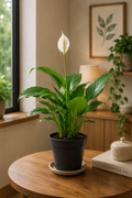 Peace lily