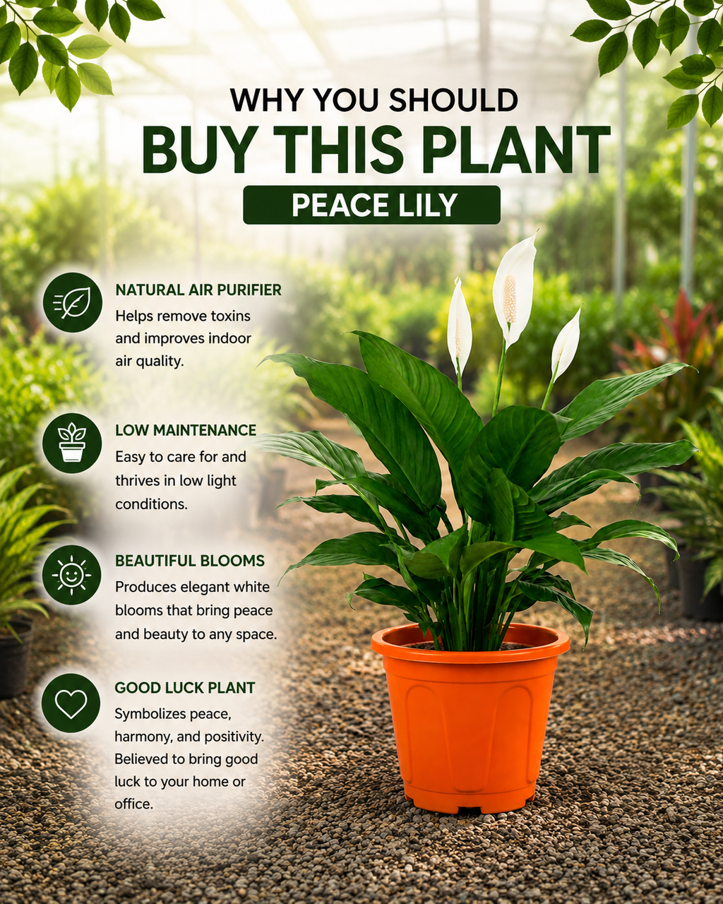 Peace lily