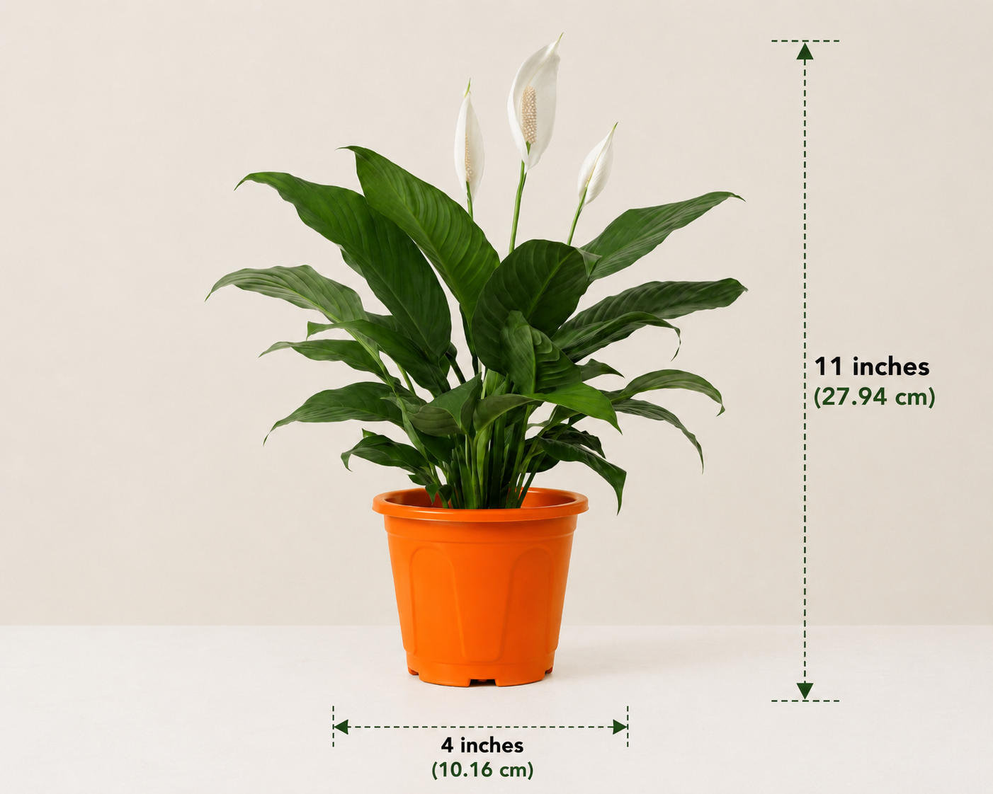 Peace lily