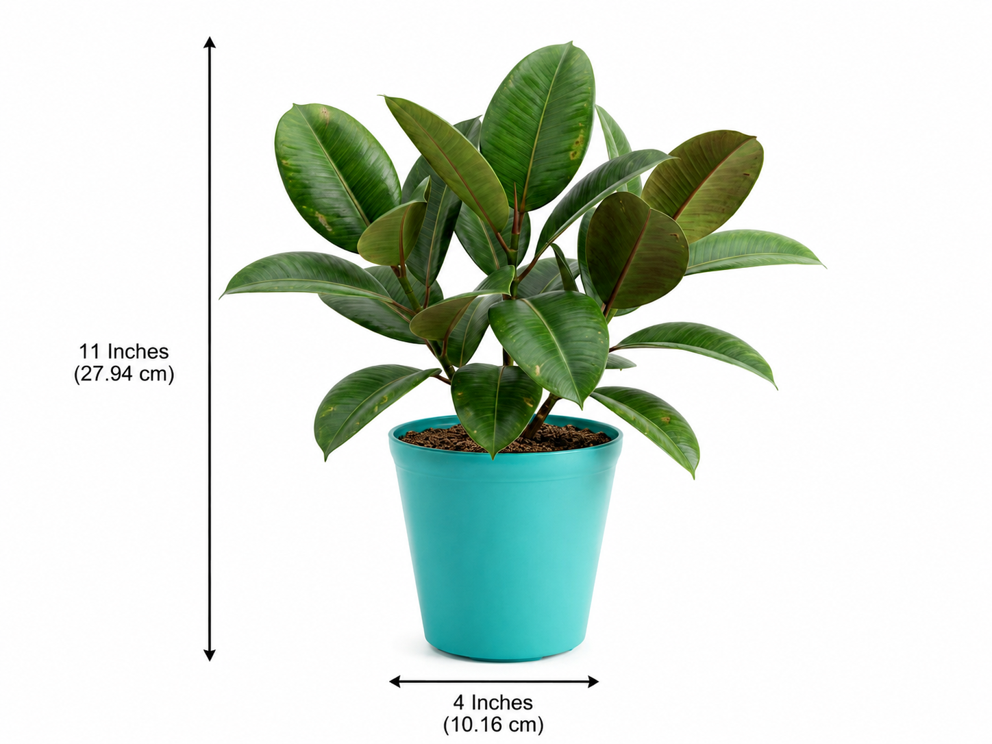 Rubber Plant