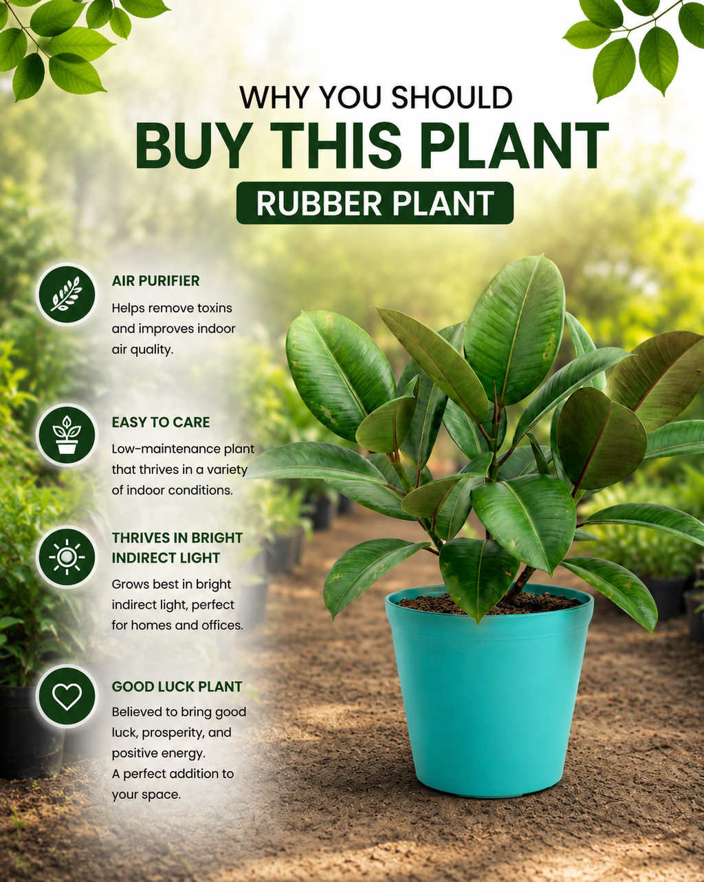 Rubber Plant
