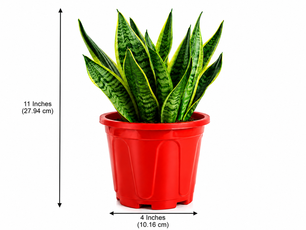 Snake Plant