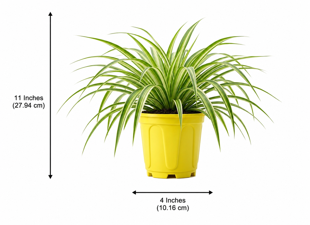 Spider Plant
