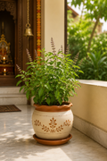 Tulsi (Holy Basil)