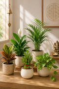 Vastu & Positivity Plant Box
