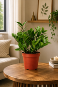 ZZ Plant
