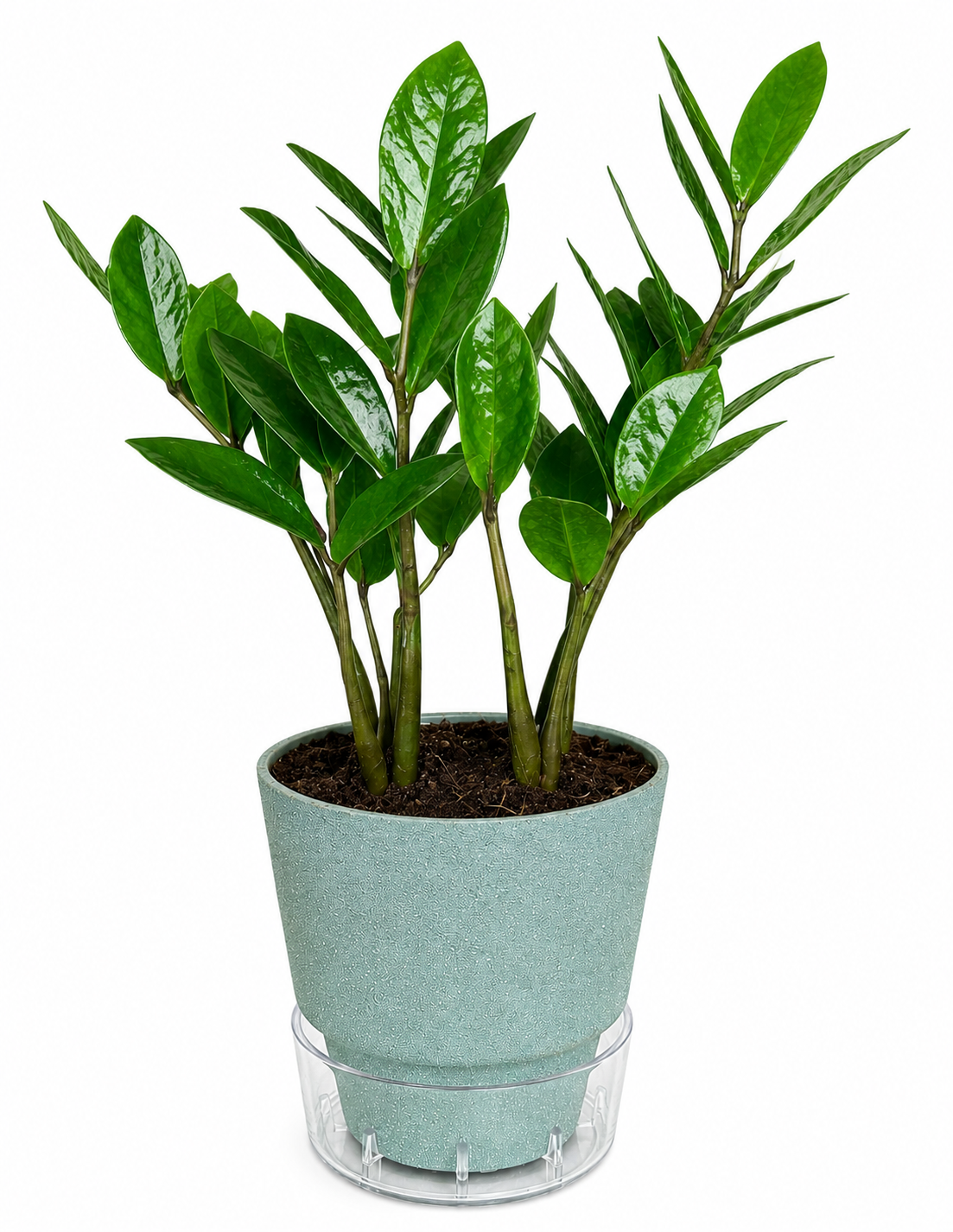 ZZ Plant In Self Watering 6 Inches Pot