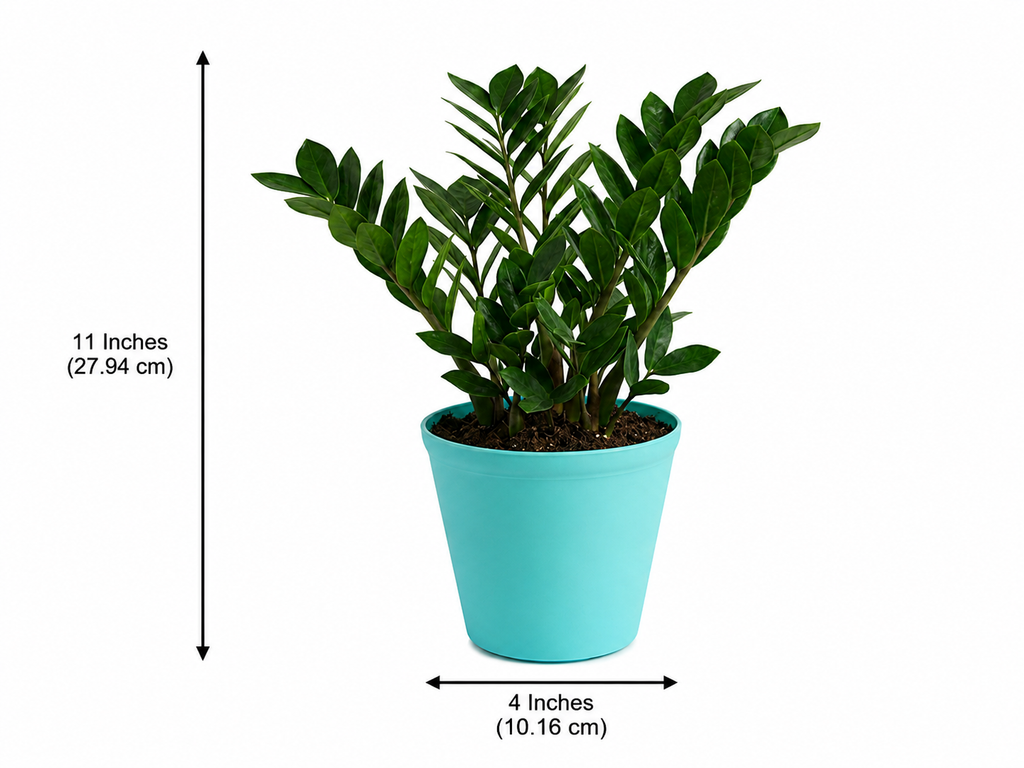 ZZ Plant