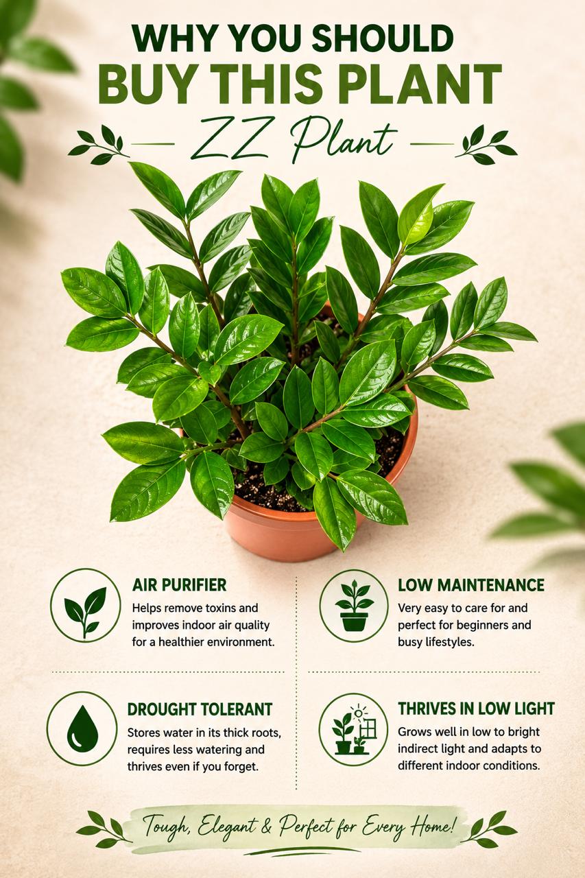 ZZ Plant