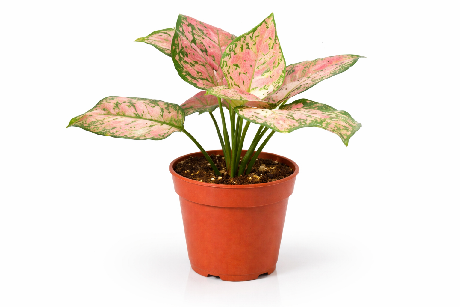 Aglaonema Plant