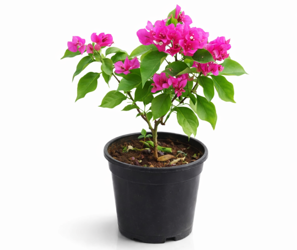 Bougainvillea plant