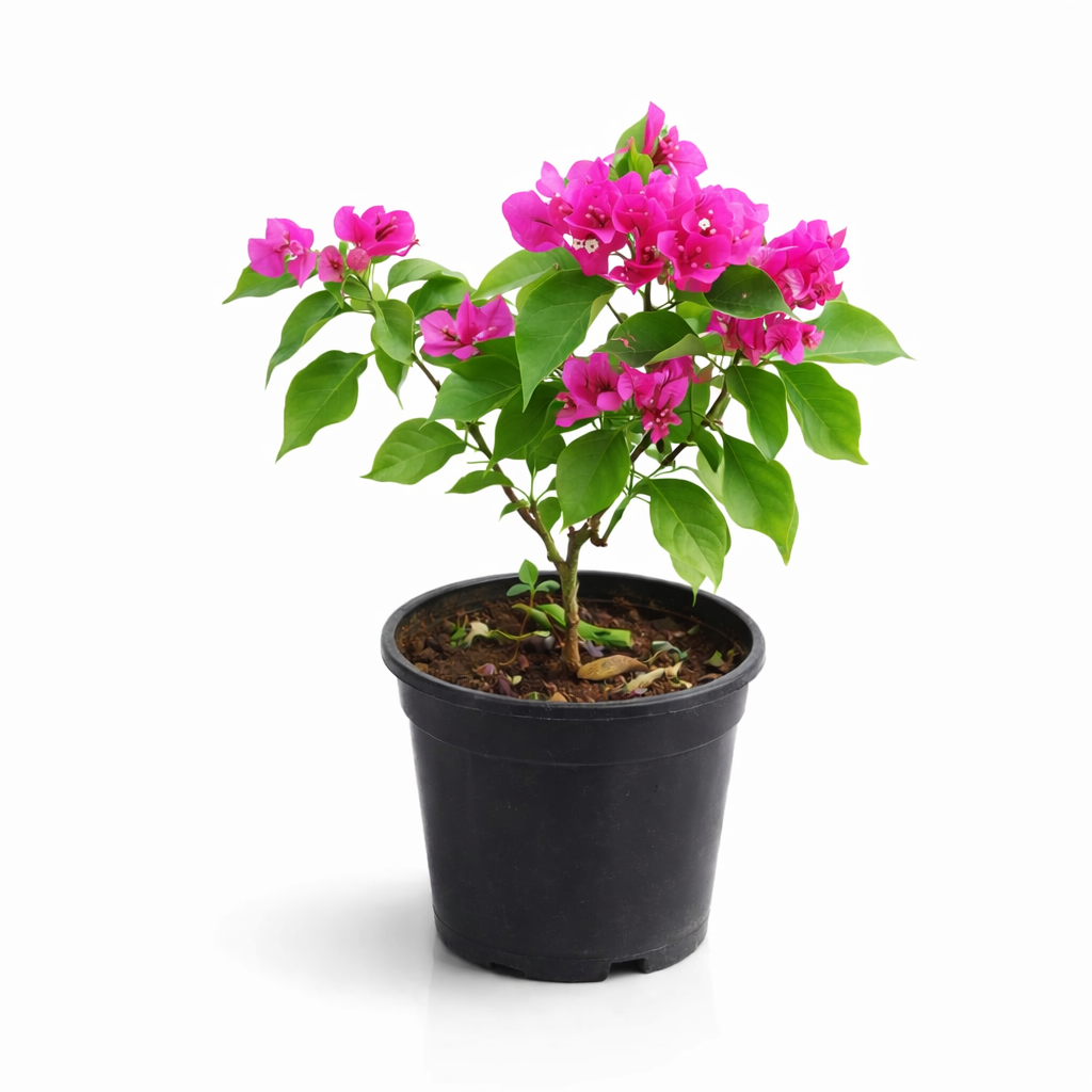 Bougainvillea plant