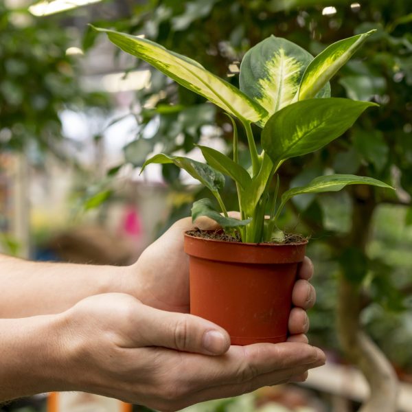close-up-hands-holding-house-plant