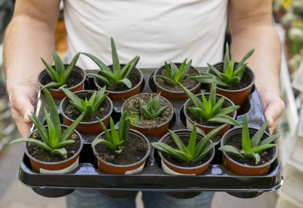 close-up-man-holding-collection-house-plants