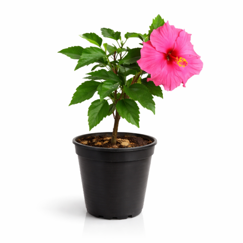 hibiscus plant