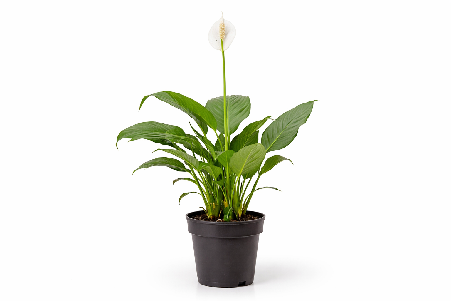 Peace lily