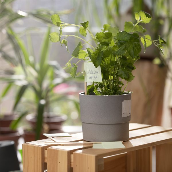 plants-grown-cultivated-indoors