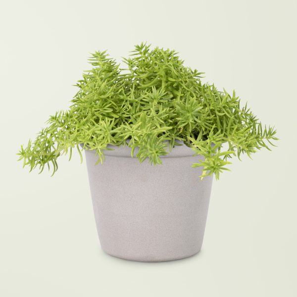Sedum Lineare plant in gray pot