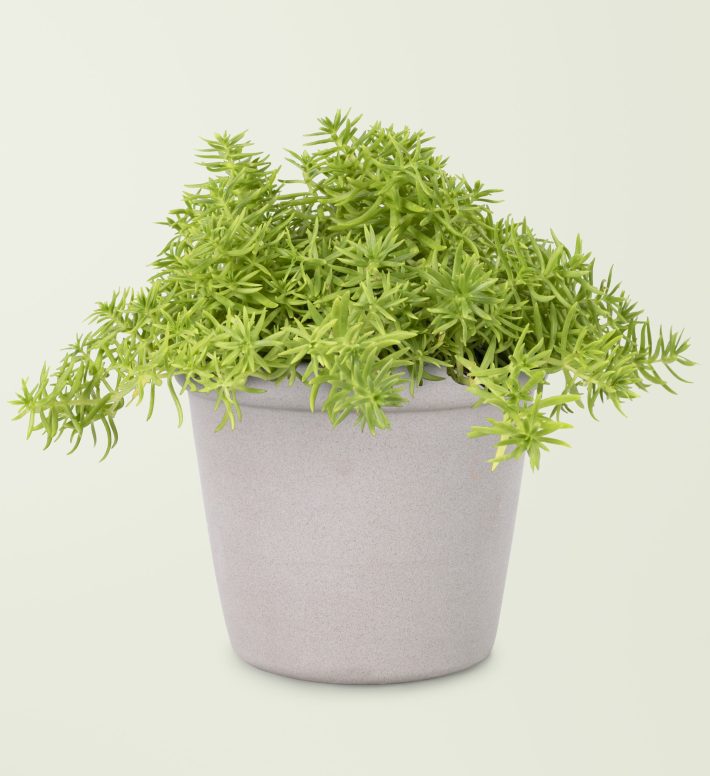 Sedum Lineare plant in gray pot