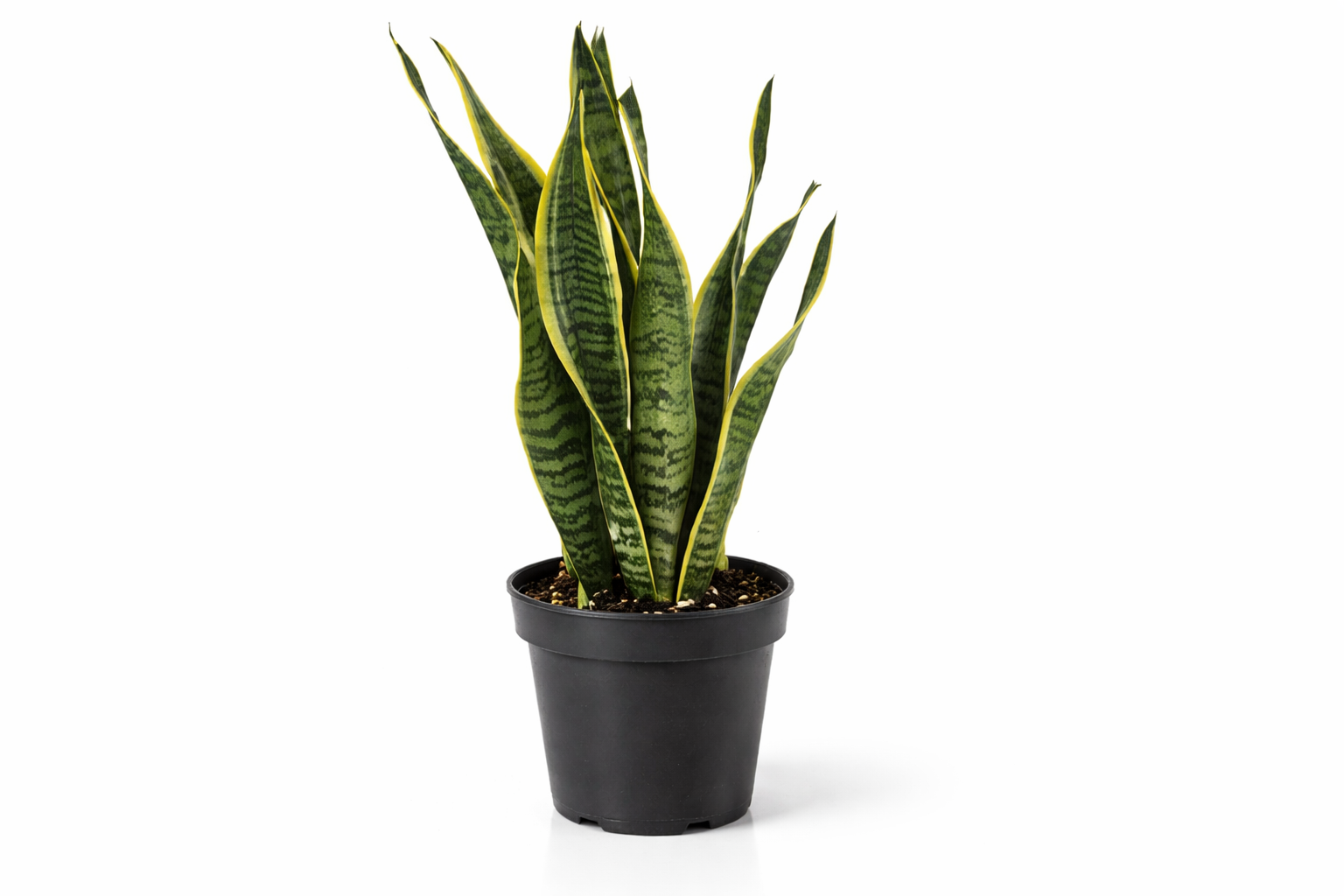 Snake Plant