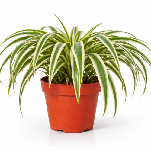spider plant